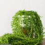 String Of Bananas – 4″ Hanging Basket